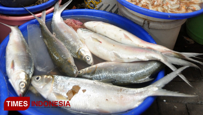 Pekerja meletakkan es batu untuk menjaga kesegaran ikan bandeng