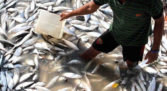 Pekerja meletakkan es batu untuk menjaga kesegaran ikan bandeng