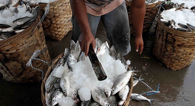Pekerja meletakkan es batu untuk menjaga kesegaran ikan bandeng