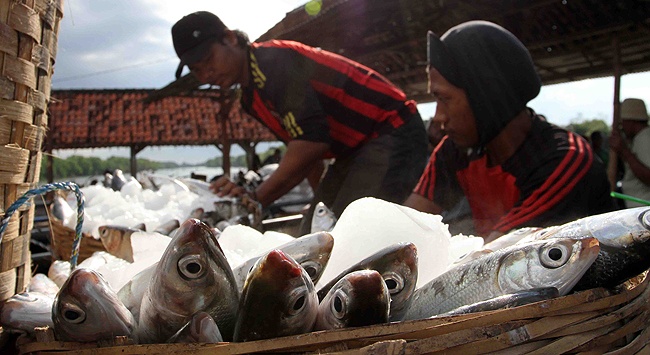 Pekerja meletakkan es batu untuk menjaga kesegaran ikan bandeng
